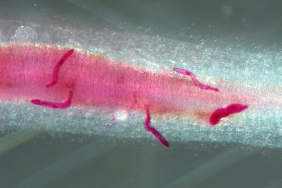 Soybean cyst nematodes colonizing soybean roots