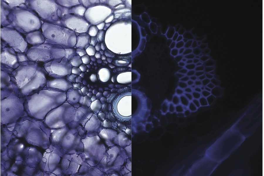 Sorghum vascular bundle comp