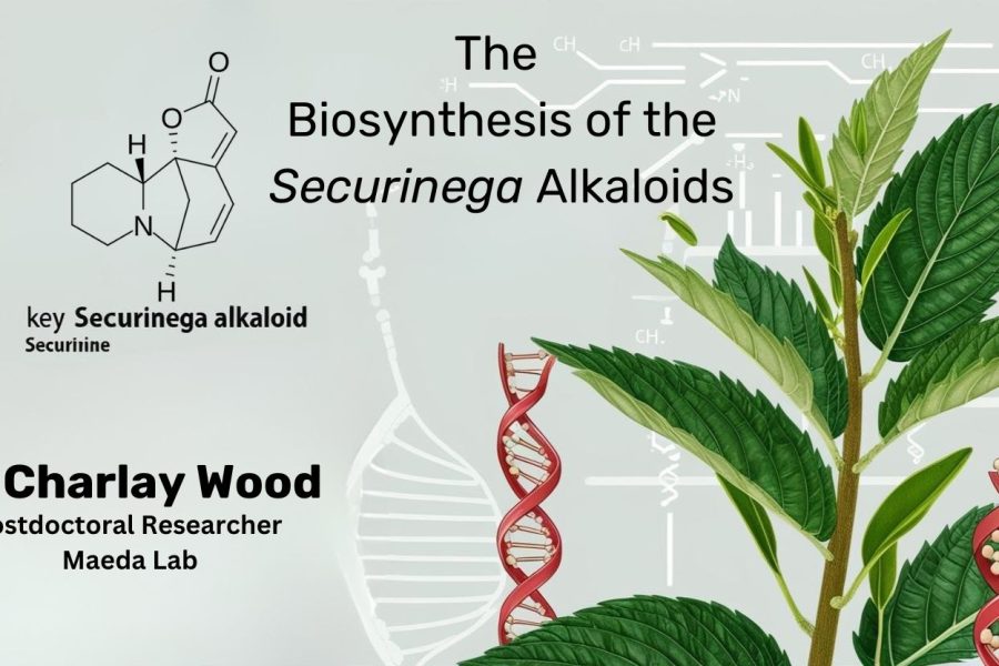 The Biosynthesis of the Securinega Alkaloids